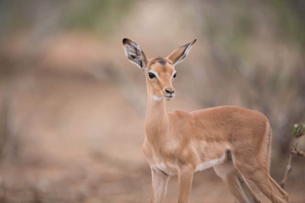 A closeup of a baby antelope in nature as one of the Kruger National Park antelope
