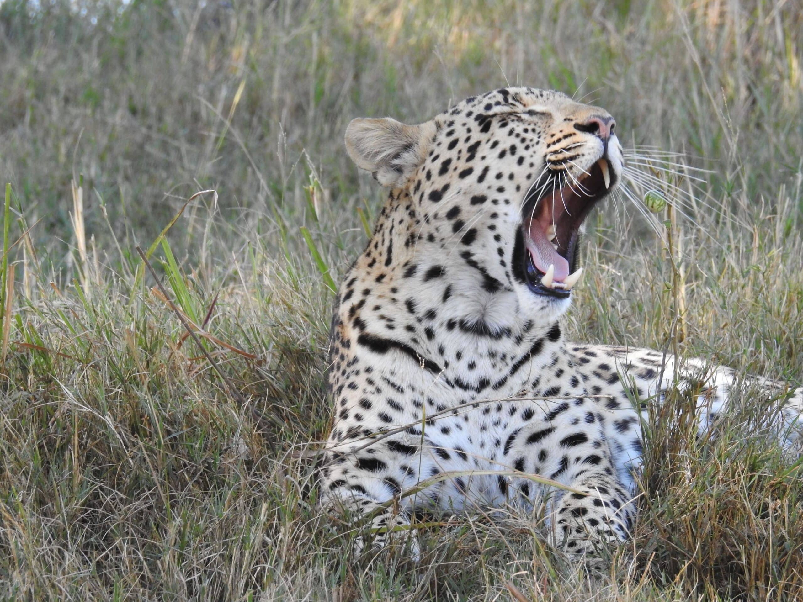 Discover cheetahs in Kruger National Park with expert safari tips. Learn about Africa's fastest cat and the best viewing opportunities from Kruger Gate Hotel.