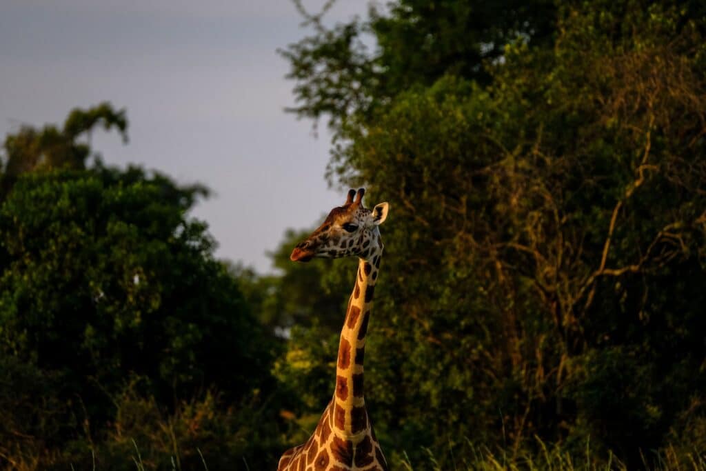 A closeup of a giraffe in nature seen during a full vs. half-day safari