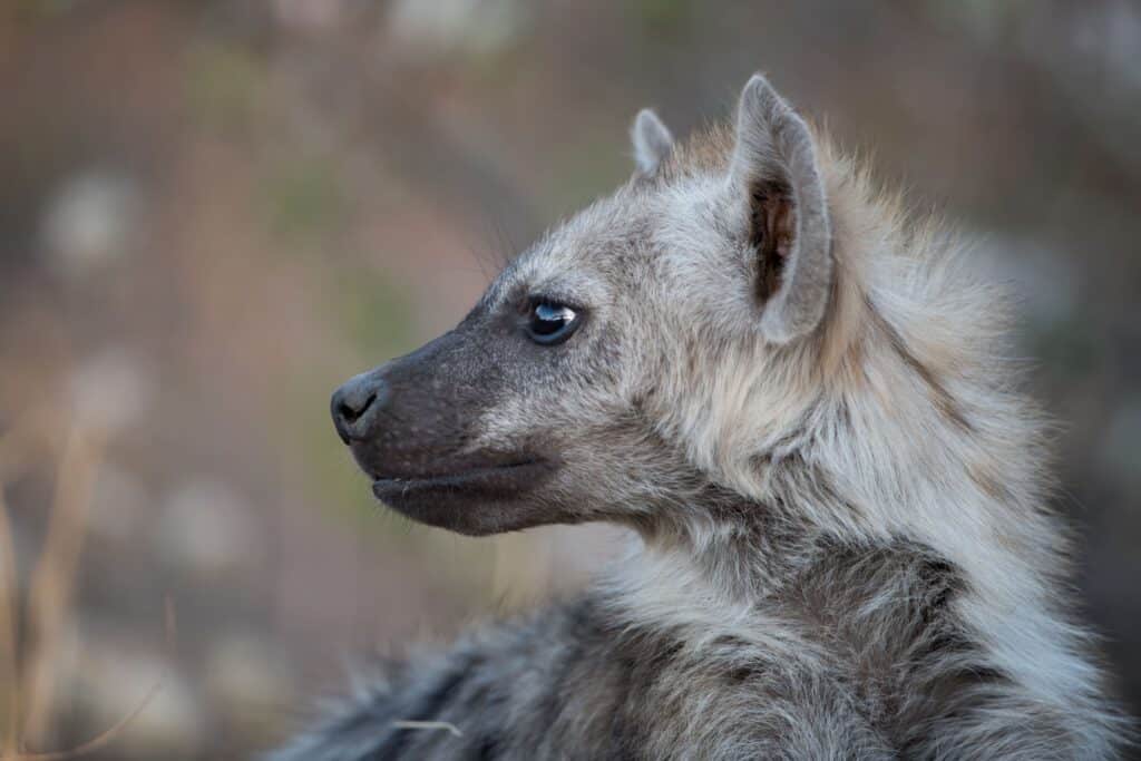 A closeup of a young Hyena in nature while comparing African Wild Dog vs. Hyena