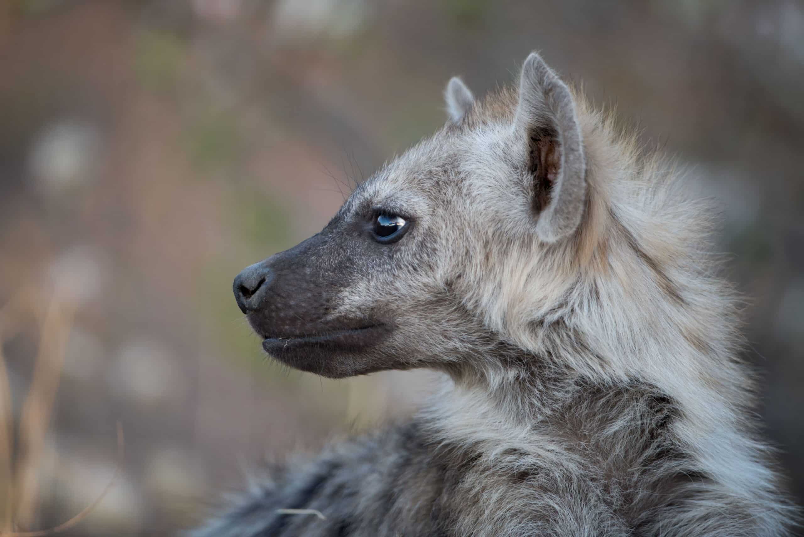 A closeup of a young Hyena in nature while comparing African Wild Dog vs. Hyena