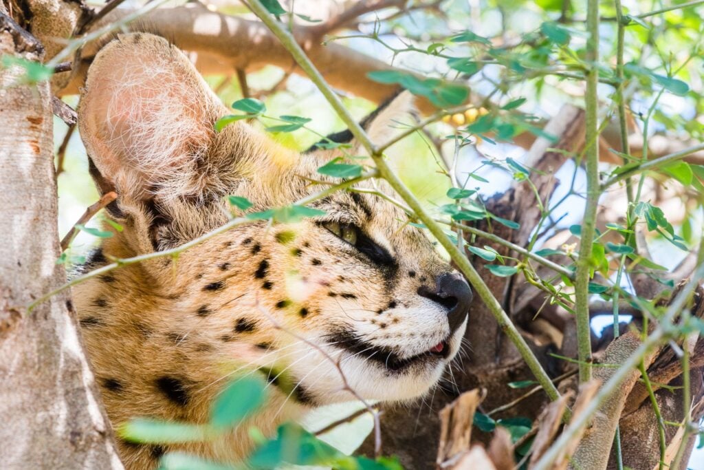 A closeup of one of the African wild cats; a caracal resting in a tree