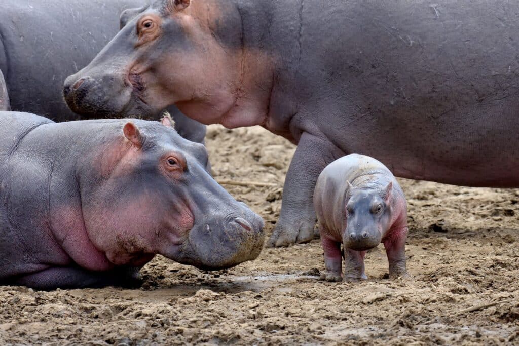 Hippo family on muddy ground to answer: are there hippos in Kruger National Park