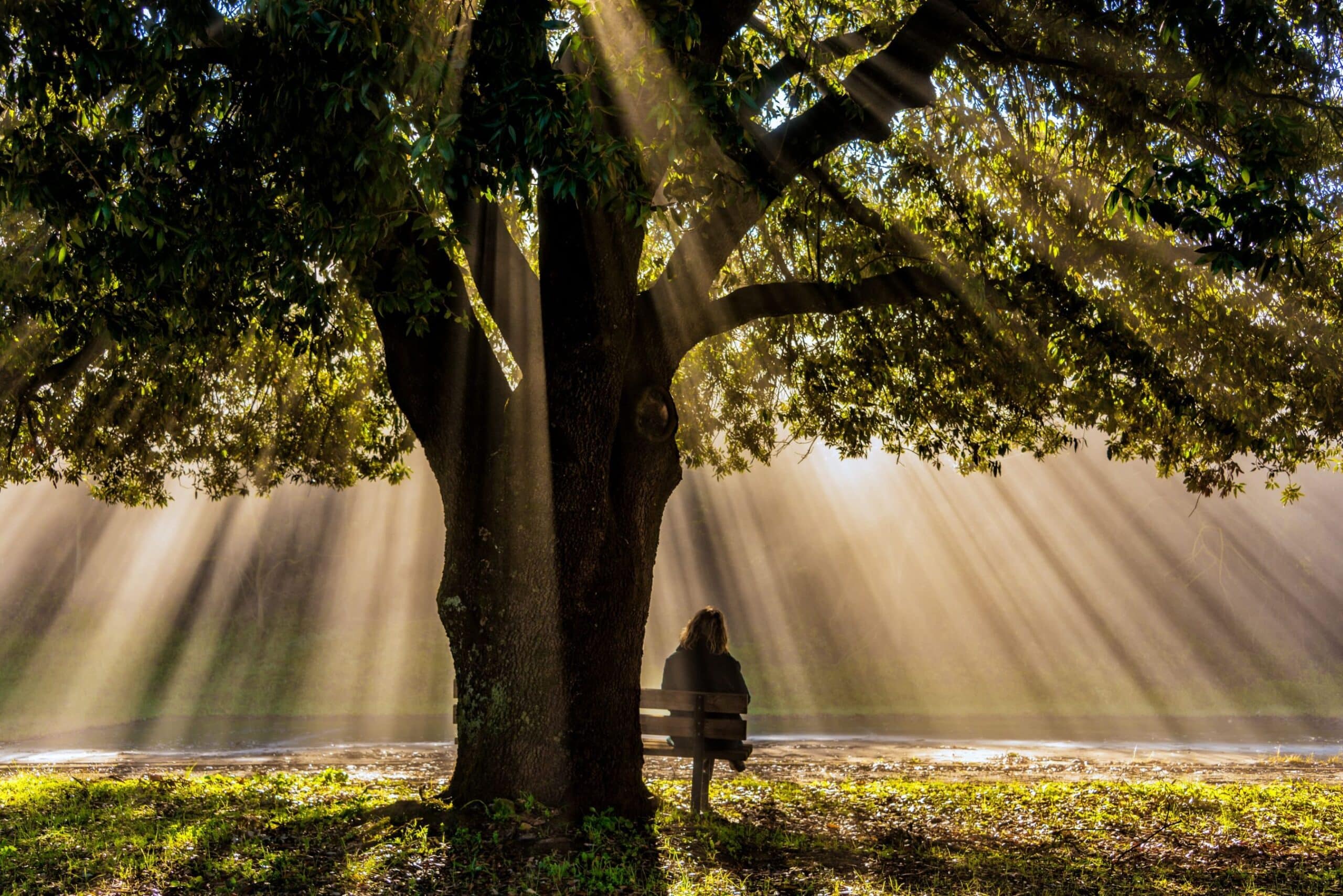 A woman sitting on a bench under a big tree, enjoying Kruger National Park plants