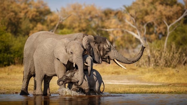 African Elephants In Nature