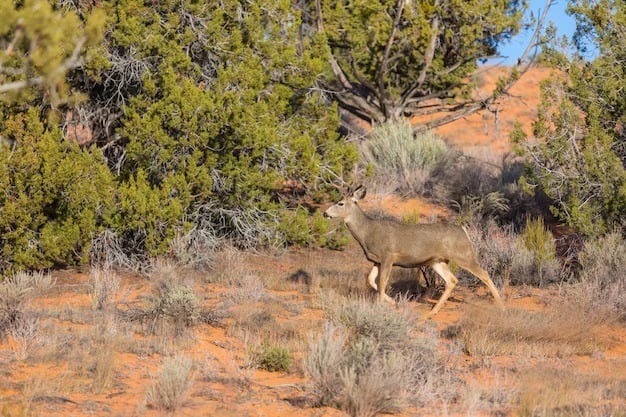 Deer In The Wild