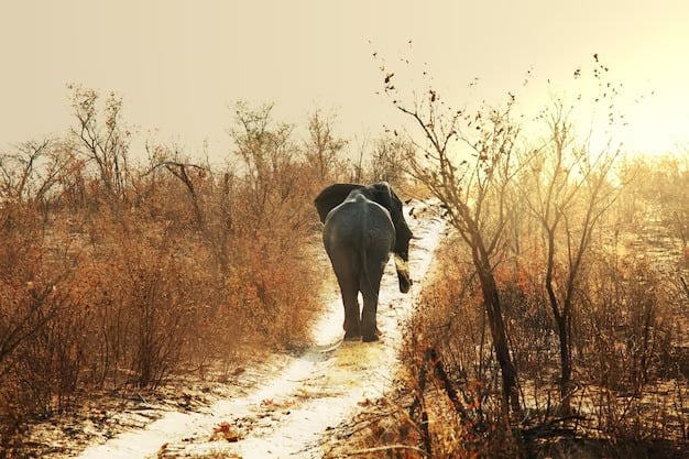 Elephant in the wild
