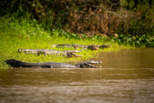 Crocodile In Nature