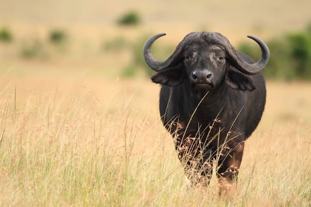 Black Buffalo in tall grass