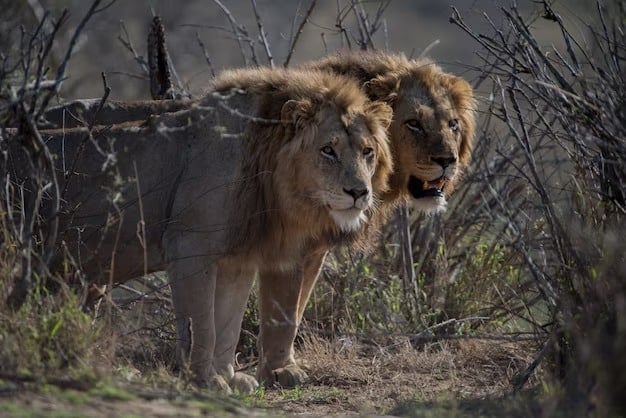 Male lions in the wild