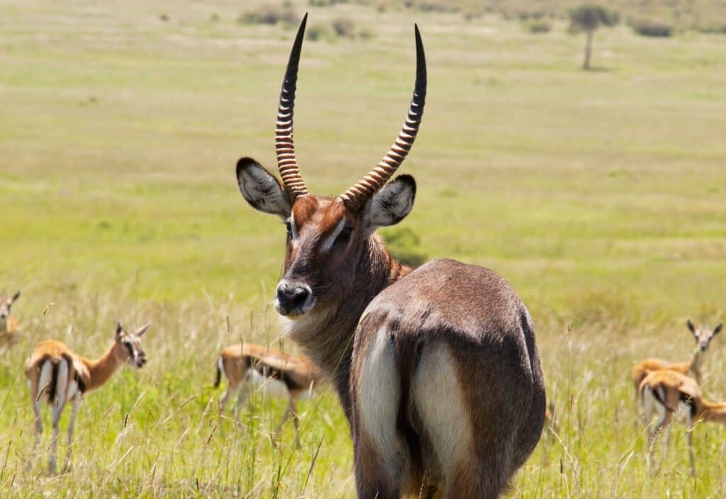 Antelopes in a field