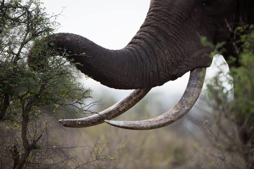 Closeup shot of an African elephant eating plants