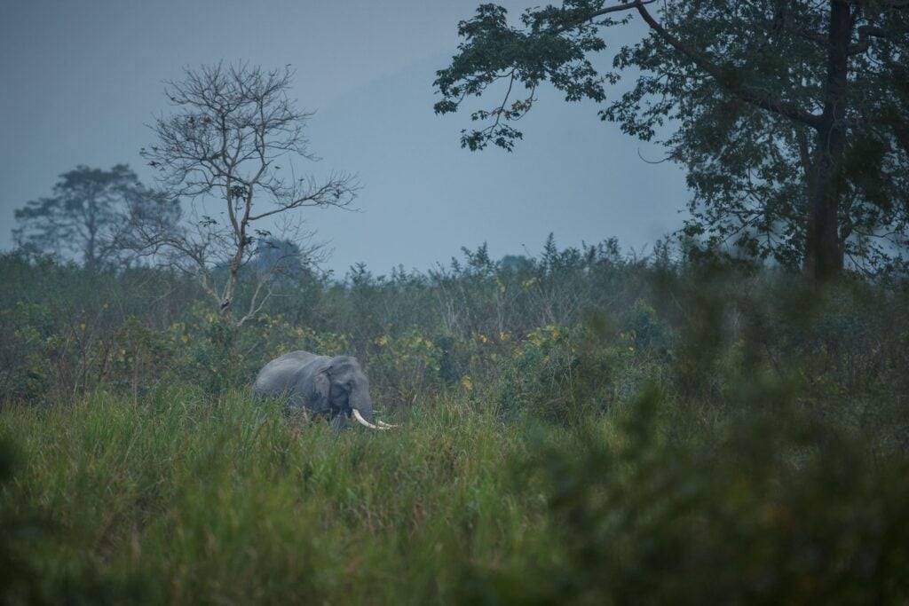 Elephant in nature