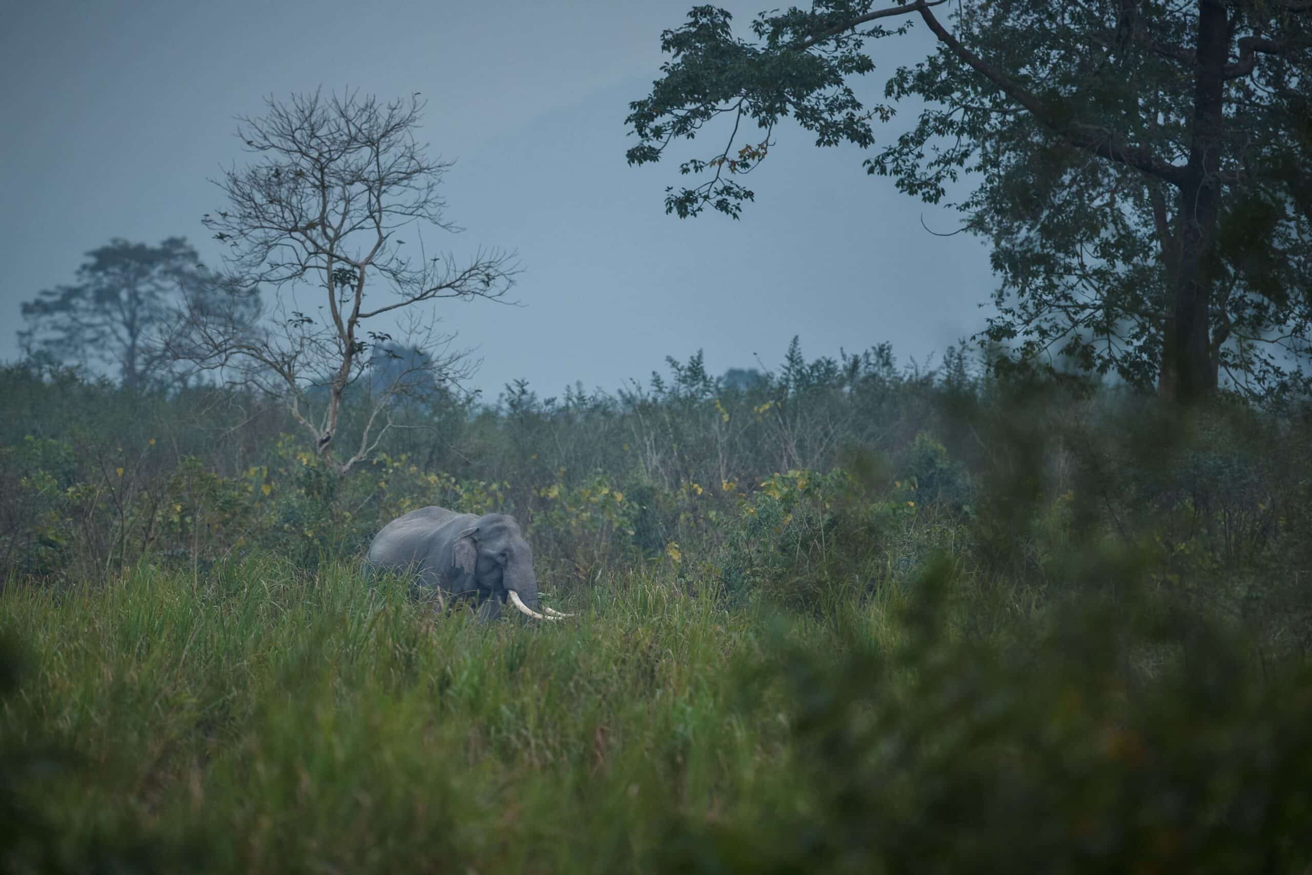 Elephant in nature